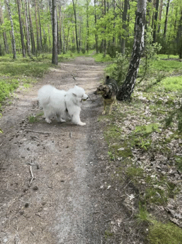 a dog walking down a dirt road with trees