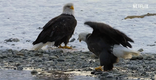 two large birds sitting on a rocky beach