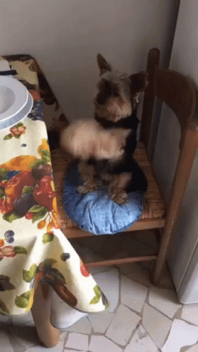 two small dogs sitting on a blue chair