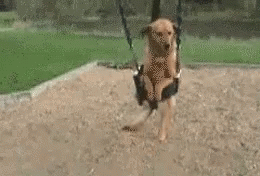 a gray and white dog is standing on a swing