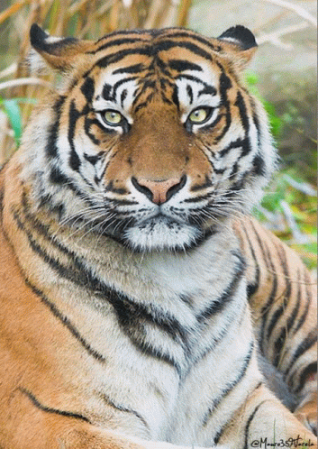 a large tiger sitting down with a blurry background