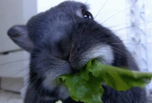 a rabbit has some leaves in its mouth