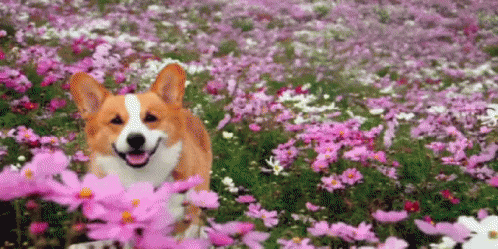 a blue and white dog in a field full of purple flowers