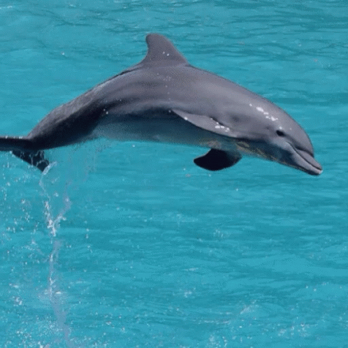 a dolphin in a body of water that is splashing on it