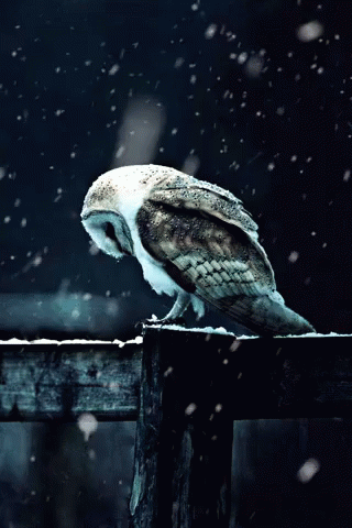 an owl is perched on the fence looking at snow