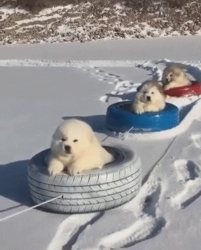 two polar bears pulling a tire on a beach