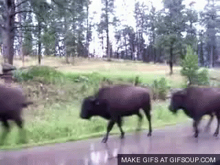 some buffalo walking down the road in front of a house