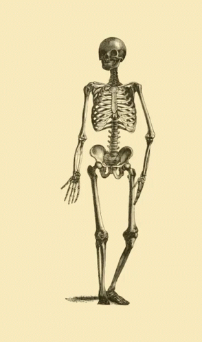 a drawing of the skeletal skeleton