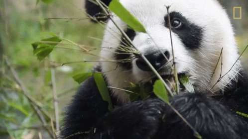 a panda bear eating in a bush surrounded by bamboo leaves
