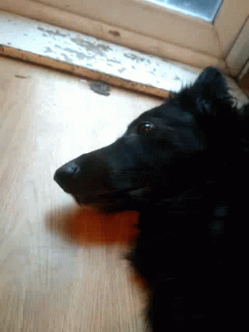 a black dog is sitting under a door and looking
