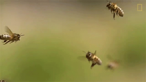 flying bees flying toward the camera