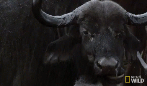 a buffalo standing in the rain holding a stick
