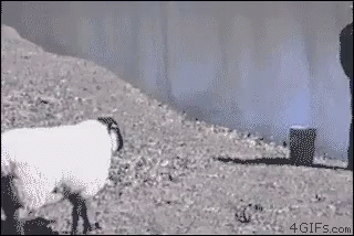 a sheep that is standing by a wall