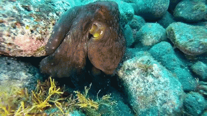 an octo on a rock bed with some algae