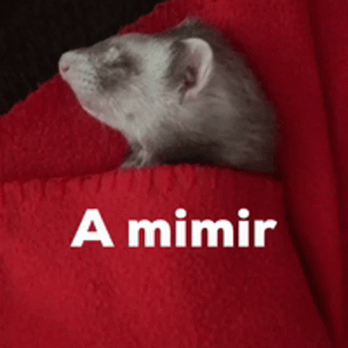 a small ferret is in a blanket that reads mmmir