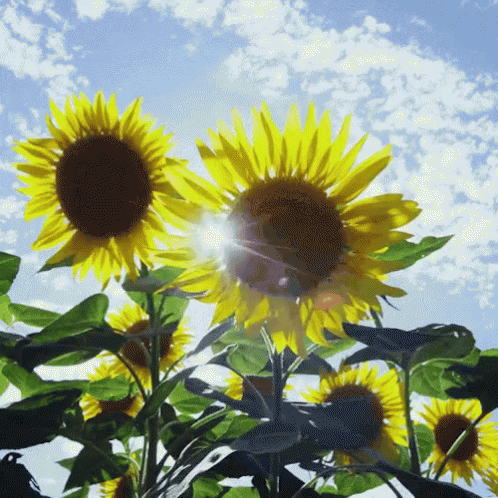 a sunflower field is shown with the sky in the background