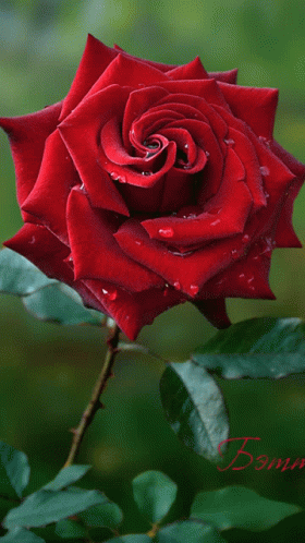 a single rose with water droplets sitting on it