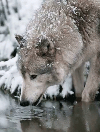 a wolf drinking water from a pool with snow on the rocks