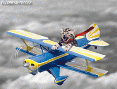 a kitten flying over an airplane in the air