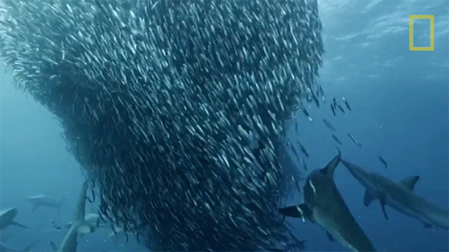 there is a very large group of fish underneath the bottom of an object