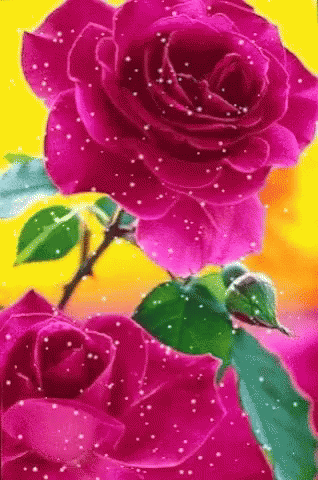 purple roses with droplets of water on the petals