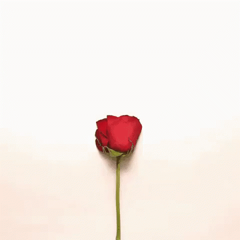 a single rose bud is leaning up against a white wall