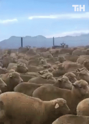 this is an image of many sheep in the dirt