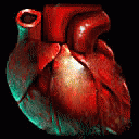 a human heart with an extra heart in the center