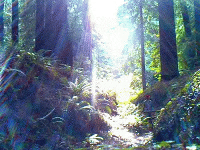 a pograph of sunlight coming out from behind the trees