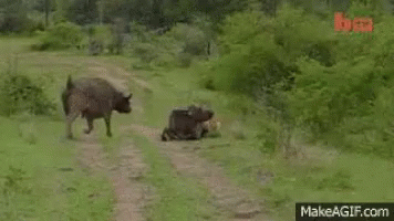 a picture shows two animals walking together in the wild