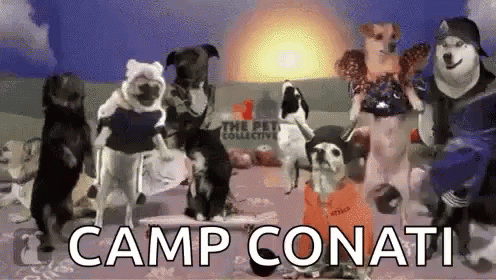 group of dogs wearing dog clothing standing in front of a wall with words camp conat
