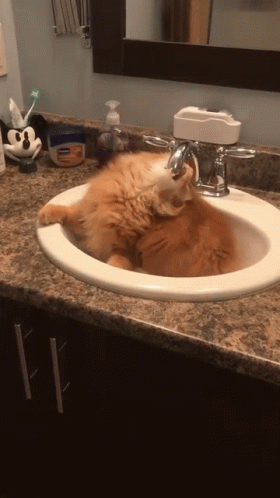 a cat lying inside a sink in a bathroom