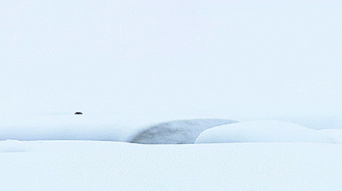 a black and white po of a lone animal walking across a snow covered field