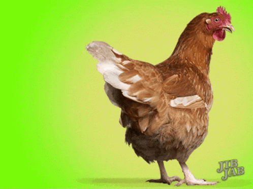 a black and blue rooster is standing on a green background
