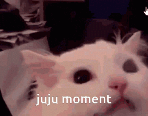 an animated image of a white cat with the words, juju moment