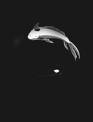 a fish in a dark room with a wallpaper