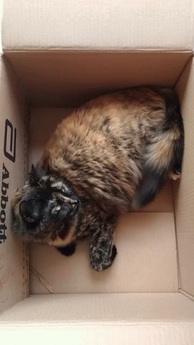 a cat laying inside of a white cardboard box