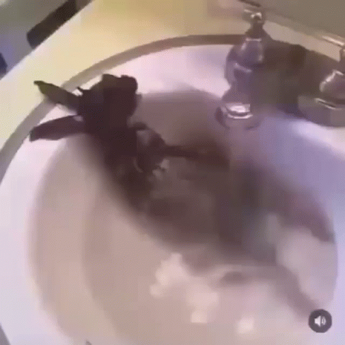a dog is swimming in the sink and rubbing against the counter
