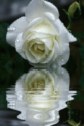 a blue rose sitting in the middle of water