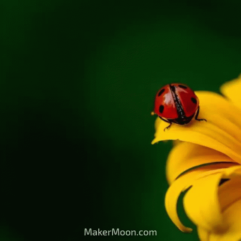 a blue ladybug is resting on a flower