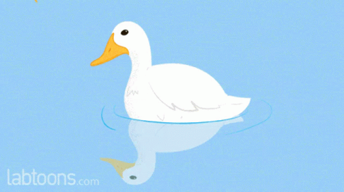 a white duck floating in the water