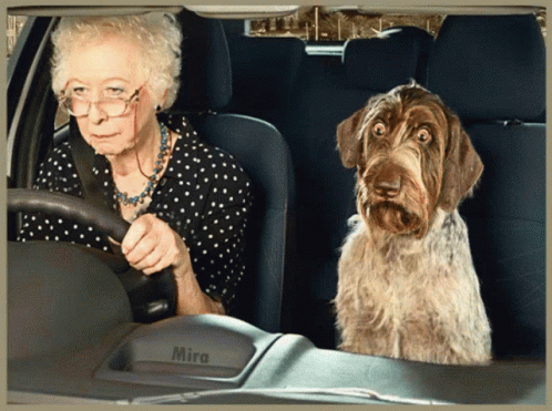 an old lady with her hand on the steering wheel while petting a dog