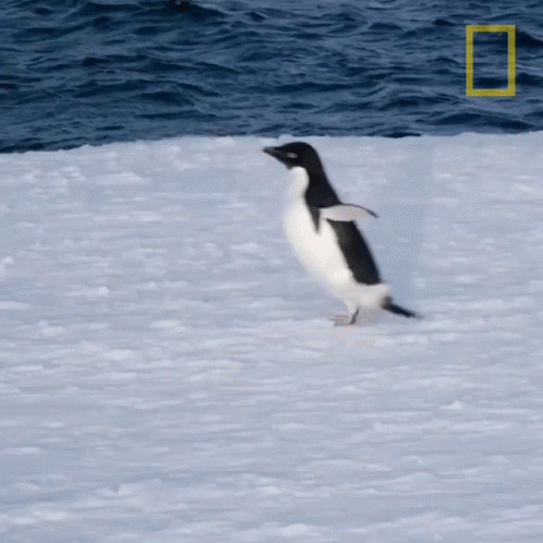 a penguin in the snow with water behind it