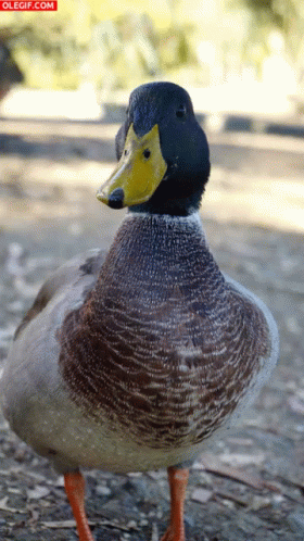 this is a picture of a duck by the water
