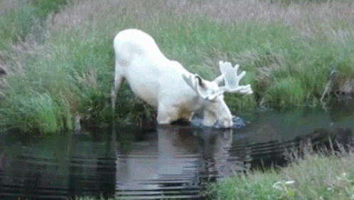 an image of a moose drinking water from a river