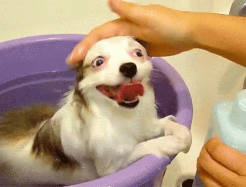 a dog is in a water bath tub and his handler is putting the cap on