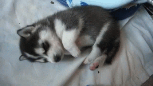 the small grey and white puppy is laying on a bed