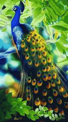 a colorful peacock is perched on the tree nch