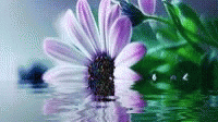 a white flower reflected in water with pink and green color scheme
