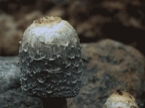 a mushroom sitting on top of a rock